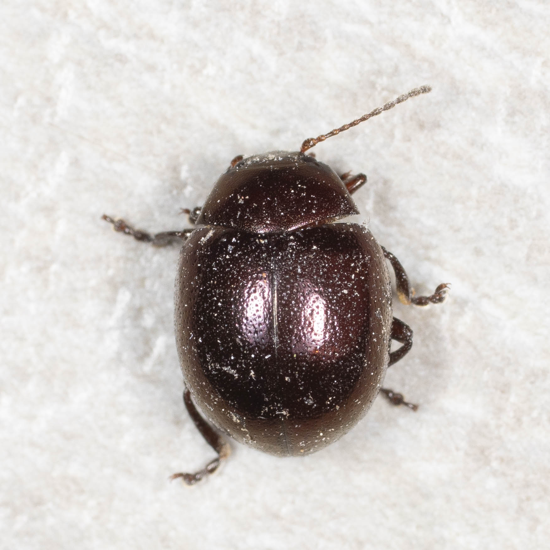 Chrysomelidae: Chrysolina crassicollis?